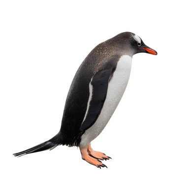 Gentoo penguenleri taş