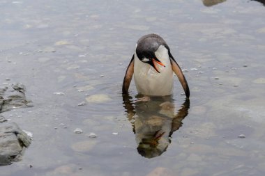 Gentoo pengueni suya gidiyor