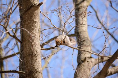 Kırmızı Avrasya sincap ağaç üzerinde