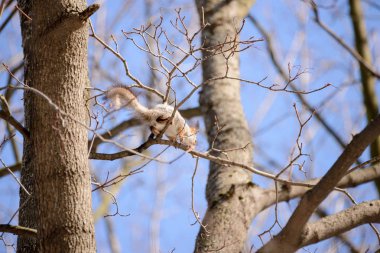 Kırmızı Avrasya sincap ağaç üzerinde