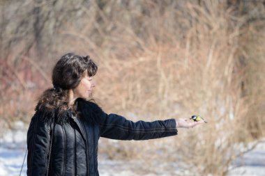 Avuç içi küçük kuş tomtit oturur