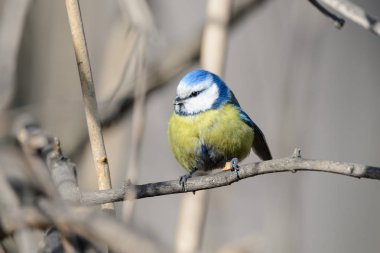 Küçük kuş tomtit dalda oturur