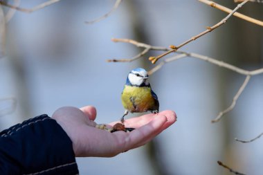 Avuç içi küçük kuş tomtit oturur