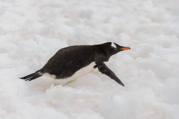 Gentoo Penguin Creeping Nature — Stock Photo, Image