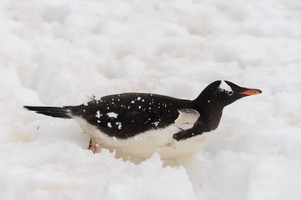 Gentoo Пінгвін Повзучого Природі — стокове фото
