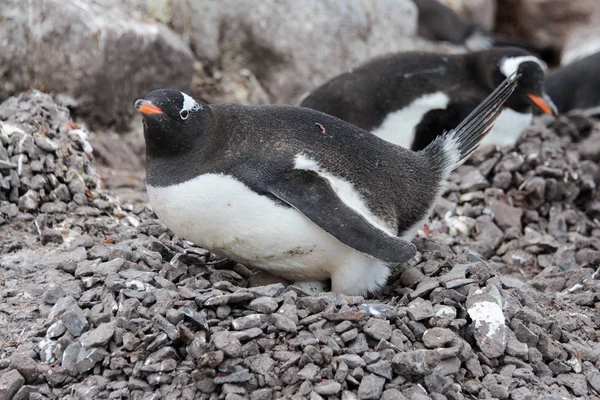Gentoo Pingouin Pose Sur Pierre — Photo