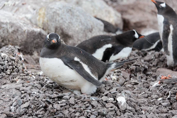 Gentoo Pingouin Pose Sur Pierre — Photo