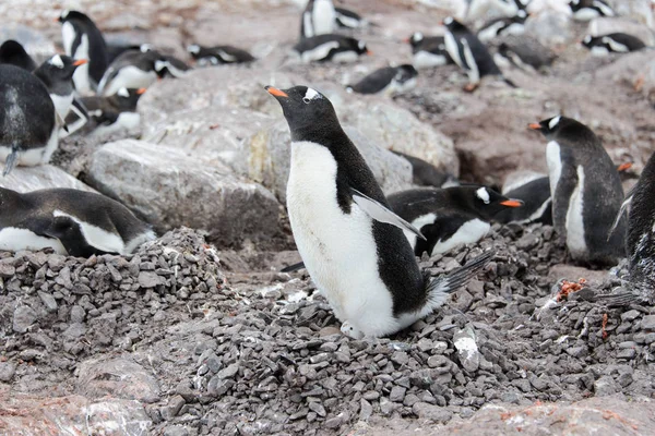 Pingouin Gentoo Avec Oeuf Nid — Photo