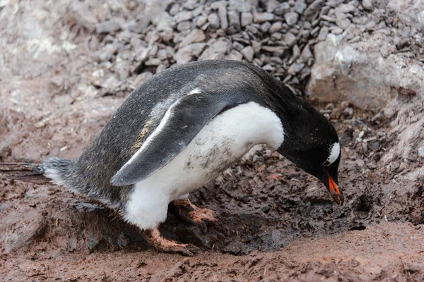 Pinguim Gentoo Indo Com Pedra Bico — Fotografia de Stock