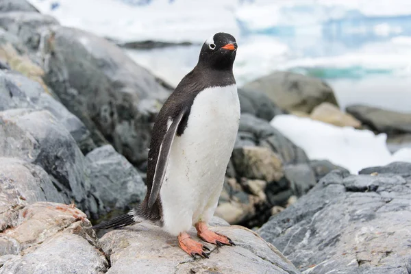 Pinguins Gentoo Pedra — Fotografia de Stock