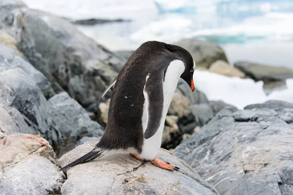 Gentoo Пінгвіни Камінь — стокове фото