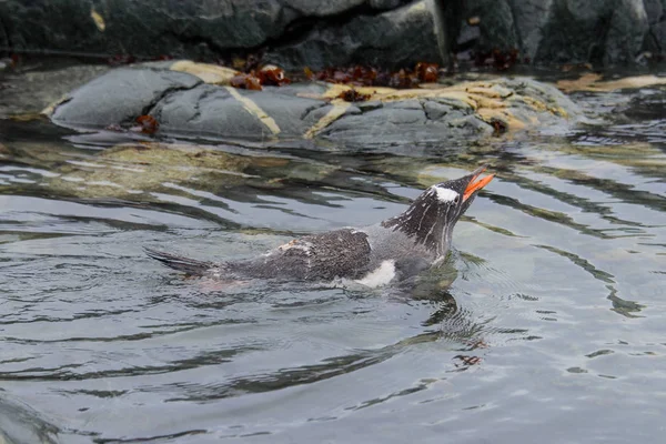 Gentoo Pingouin Nageant Dans Mer — Photo