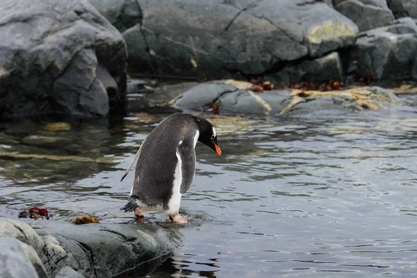 Gentoo Pinguin Geht Ins Wasser — Stockfoto
