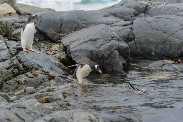 Gentoo Pingüino Volando Naturaleza —  Fotos de Stock