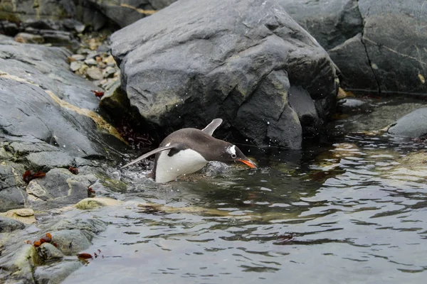 Pinguim Gentoo Nadando Mar — Fotografia de Stock