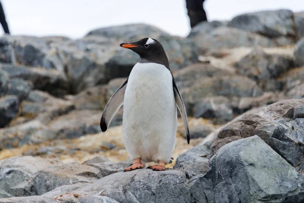 Pinguins Gentoo Pedra — Fotografia de Stock