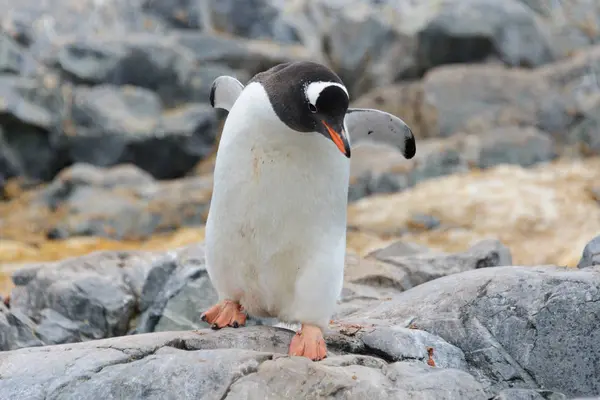 Pinguins Gentoo Pedra — Fotografia de Stock