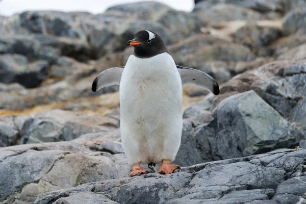 Pingouins Gentils Sur Pierre — Photo