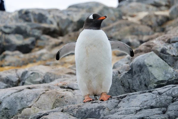 Pinguins Gentoo Pedra — Fotografia de Stock