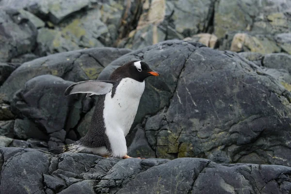 Pingouin Gentoo Habitat Naturel — Photo