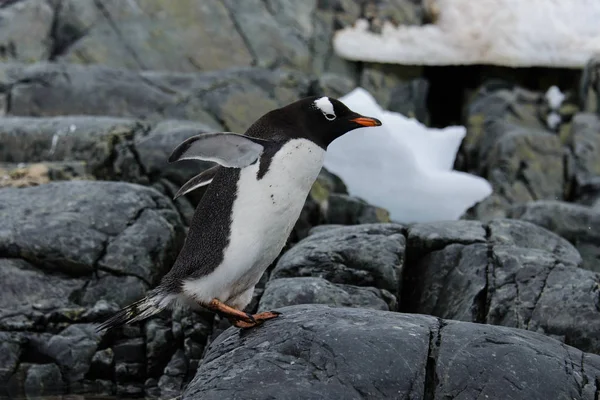 Gentoo Pingouin Volant Nature — Photo