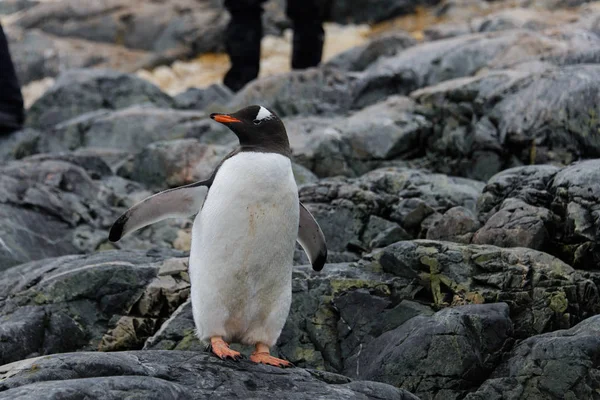 Pinguins Gentoo Pedra — Fotografia de Stock