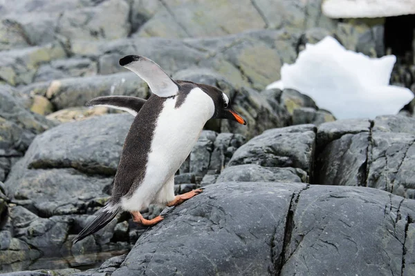 Gentoo Penguin Flyga Naturen — Stockfoto