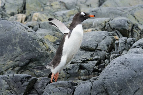 Gentoo Pingouin Volant Nature — Photo