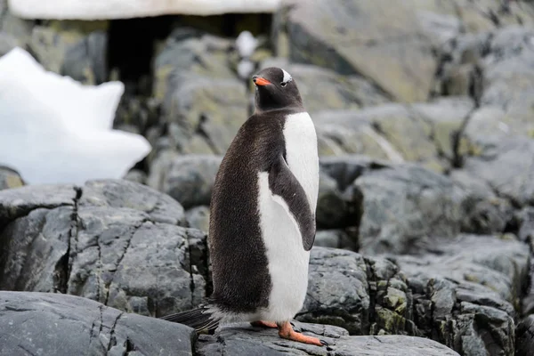 Pinguim Cavalheiro Habitat Natural — Fotografia de Stock