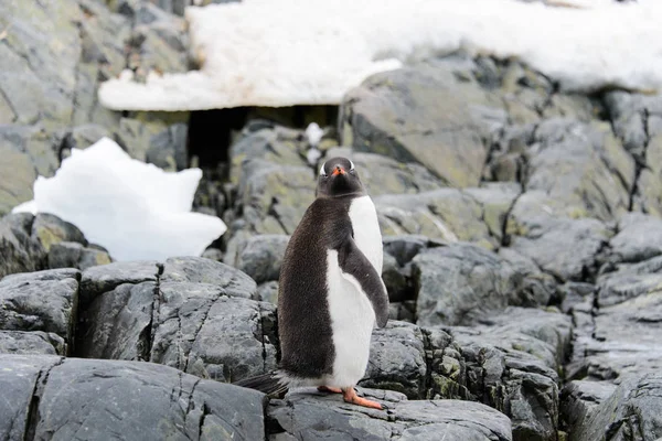 Gentoo Пінгвінів Природі Хабітат — стокове фото