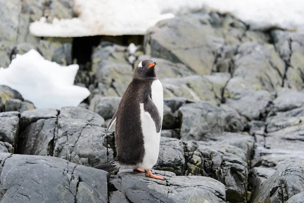 Gentoo Penguin Nature Habitat — Stock Photo, Image