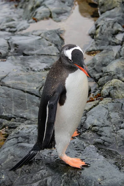 Gentoo Pinguine Auf Stein — Stockfoto