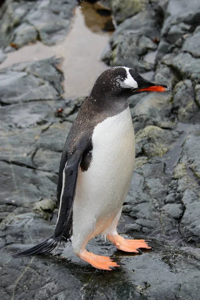 Gentoo Пінгвіни Камінь — стокове фото