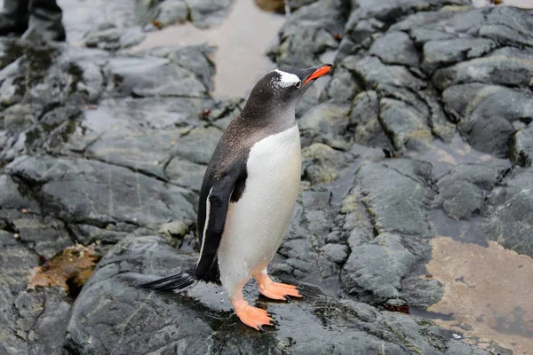 Pingouins Gentils Sur Pierre — Photo