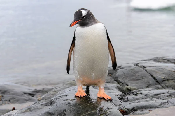 Gentoo Penguenleri Taş — Stok fotoğraf