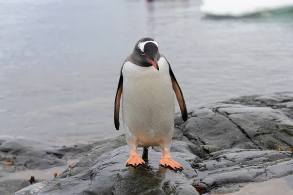 Gentoo Pingviner Sten — Stockfoto