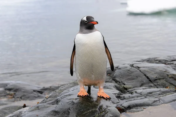 Gentoo Penguins Kámen — Stock fotografie