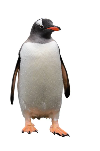 Πιγκουίνους Gentoo Στην Πέτρα — Φωτογραφία Αρχείου