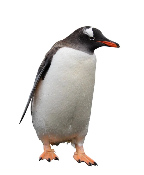 Пингвины Gentoo Камне — стоковое фото