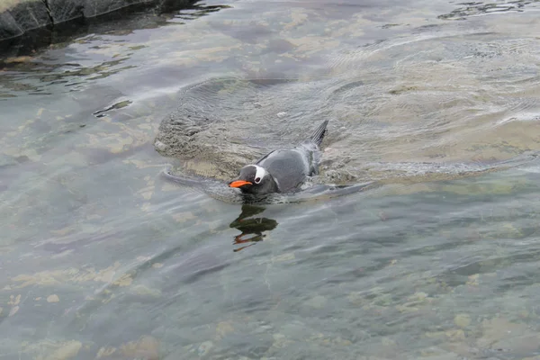 Gentoo Pingouin Nageant Dans Mer — Photo