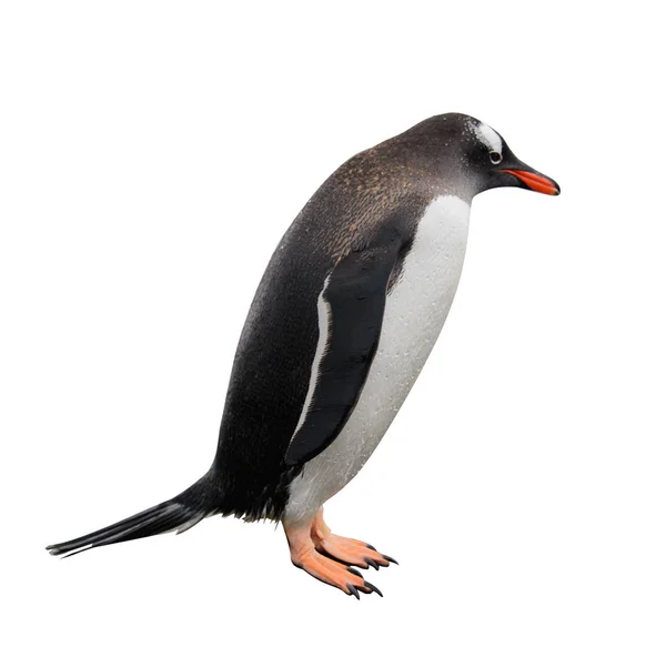 Gentoo penguenleri taş