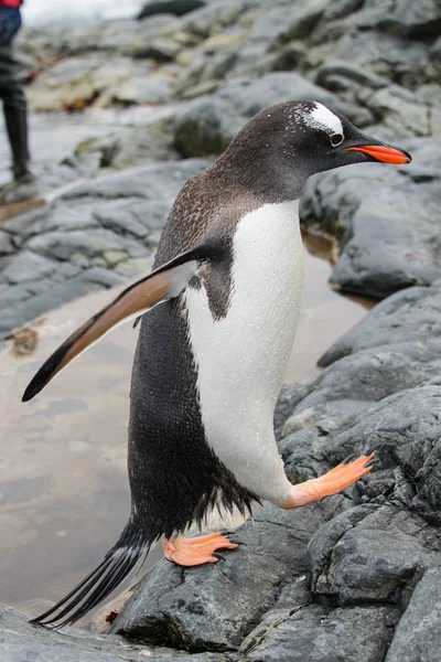 Gentoo Pingouin Volant Nature — Photo