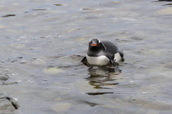 Пингвин Плывущий Воде — стоковое фото