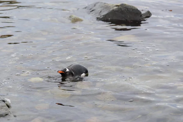 Gentoo Pingouin Nageant Dans Mer — Photo