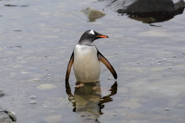 Pinguim Gentoo Indo Água — Fotografia de Stock