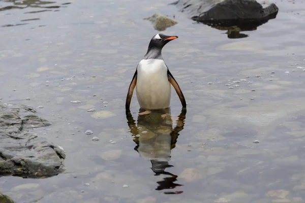 Gentoo Pingouin Dans Eau — Photo