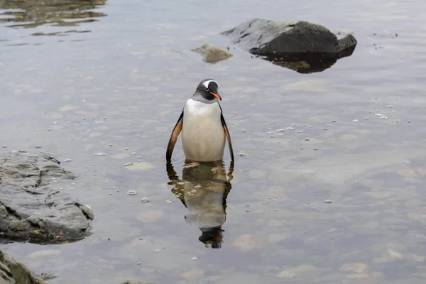 Pinguino Gentoo Che Acqua — Foto Stock