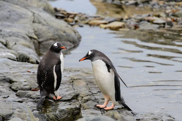 大自然中的两只天才企鹅 — 图库照片