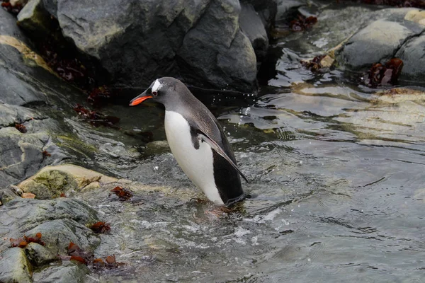 Gentoo Pingouin Dans Eau — Photo