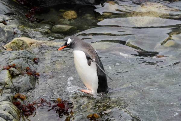 Gentoo Pingouin Dans Eau — Photo